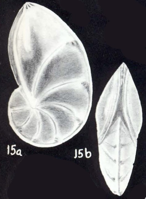 "Robulus" (?) virginiae McCulloch, 1981 "Robulus" (?) virginiae McCulloch, 1981