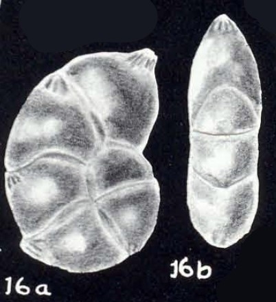 Neolenticulina (?) margaritiana McCulloch, 1981 Neolenticulina (?) margaritiana McCulloch, 1981