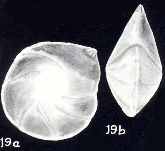 "Robulus" orbiculariformis McCulloch, 1981 "Robulus" orbiculariformis McCulloch, 1981