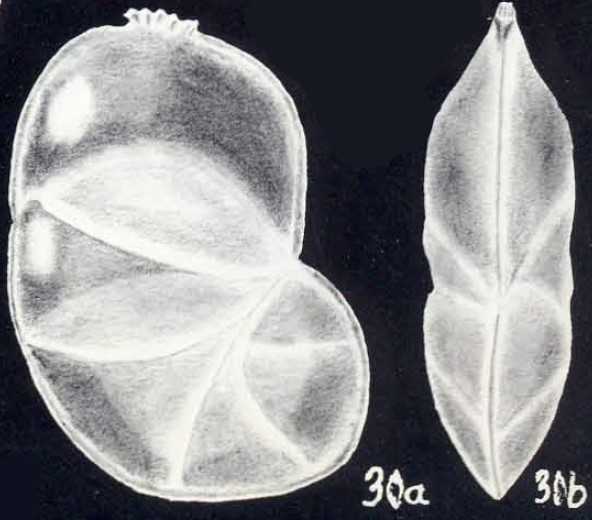 Neolenticulina planiformis McCulloch, 1981 Neolenticulina planiformis McCulloch, 1981