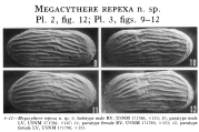 Megacythere repexa Garbett & Maddocks, 1979 from the original description, author: Carvalho, Ana Beatriz Gomes Diniz