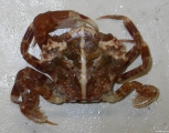 Liocarcinus pusillus (Leach, 1815), author: IMARES