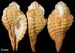 Monoplex trigonus (Gmelin, 1791)