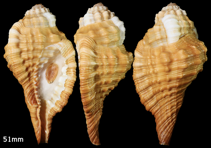 Monoplex trigonus (Gmelin, 1791)