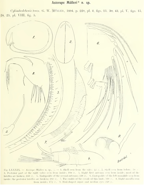 Asterope muelleri Skogsberg, 1920 from the original description