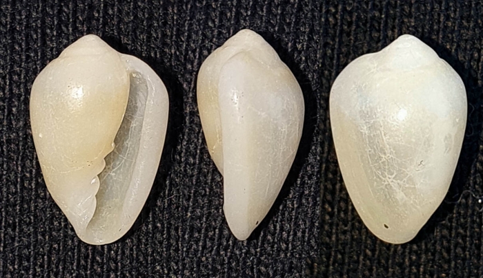 Prunum bayonai, specimen in Centro de Interpretación del Mar, Águilas, Murcia (approx. size 10 mm)