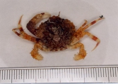 Liocarcinus pusillus (Leach, 1815), author: IMARES