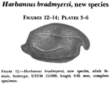 Harbansus bradmyersi Kornicker, 1978 from the original description, author: Pereira, Sio Gabriel Gomes