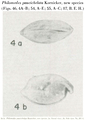 Philomedes paucichelata Kornicker, 1958 from the original description, author: Pereira, Sio Gabriel Gomes