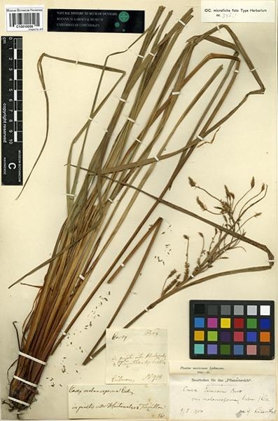 To Copenhaguen University herbarium (Carex_melanosperma_C10010056(1) _Lectotype_1)
