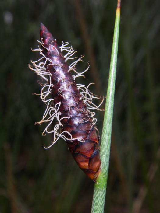 Lepironia articulata: Inflorescence