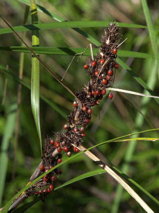 Gahnia aspera inflorescence
