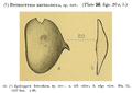 Bythocypris heterodoxa Chapman, 1910 from the original decription