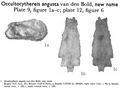 Occultocythereis angusta Bold, 1963 from the original description