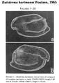 Rutiderma hartmanni Poulsen, 1965 from the original description