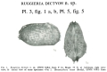 Ruggieria dictyon Bold, 1966 from the original description