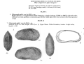 Cytheromorpha apheles Bold, 1963 from original description