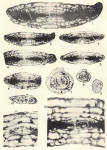 Rugosochusenella zelleri Skinner & Wilde, 1965