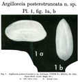 Argilloecia posterotruncata Bold, 1966 from the original description