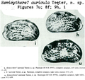 Hemicythere auricula Teeter, 1975 from the original description