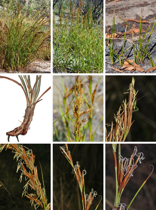 Ammothryon grandiflorum