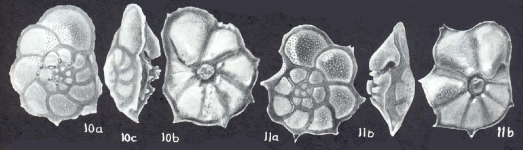 Pararotalia calcariformata McCulloch, 1977, author: Consorti, Lorenzo