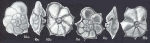 Pararotalia calcariformata McCulloch, 1977