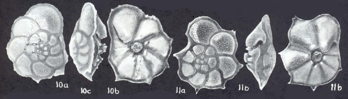 Pararotalia calcariformata McCulloch, 1977 Pararotalia calcariformata McCulloch, 1977