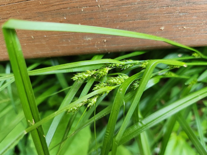 Habitat of Carex gibba Wahlenb.