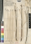 Cyperaceae