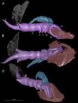 Shiinoa inauris microCT
