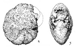 Cyclammina gouldi Warthin, 1934