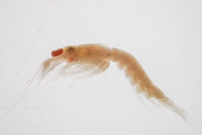 Erythrops erythrophthalma