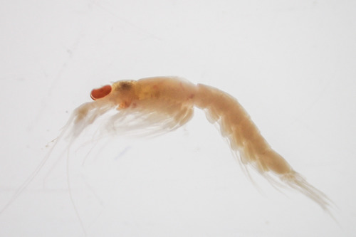 Erythrops erythrophthalmus