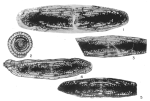 Monodiexodina bispatulata Williams, 1963