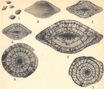 Paraschwagerina acuminata Dunbar & Skinner, 1937