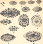 Pseudoschwagerina beedei Dunbar & Skinner, 1937