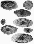 Pseudoschwagerina convexa Thompson, 1954
