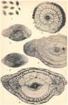 Pseudoschwagerina gerontica Dunbar & Skinner, 1937