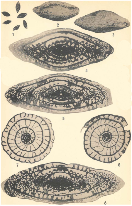 Pseudoschwagerina texana Dunbar &amp; Skinner, 1937