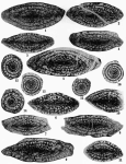 Schwagerina andresensis Thompson, 1954