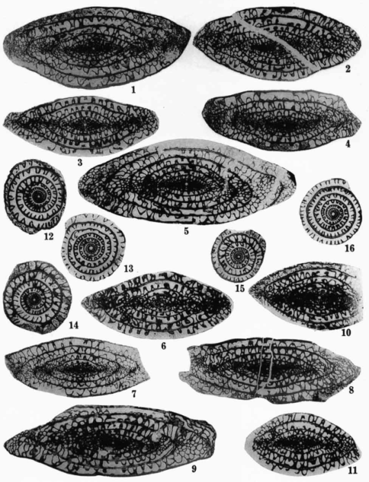 Schwagerina andresensis Thompson, 1954 Schwagerina andresensis Thompson, 1954