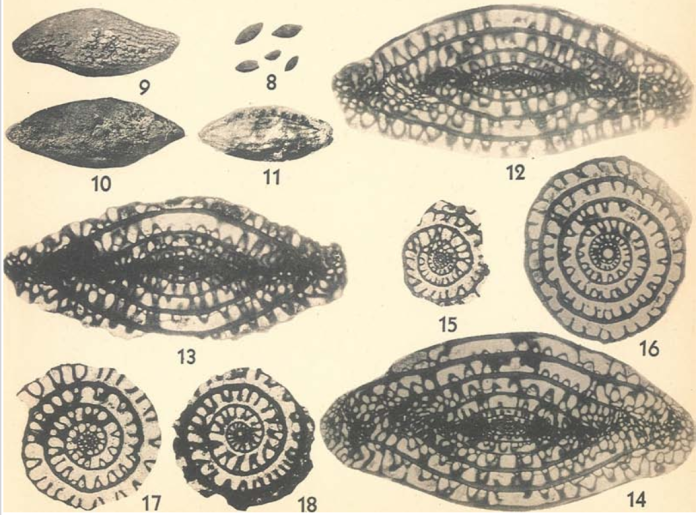 Schwagerina bellula Dunbar & Skinner, 1937 Schwagerina bellula Dunbar & Skinner, 1937