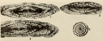 Schwagerina crebrisepta Ross, 1959