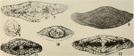 Schwagerina dispansa Ross, 1959