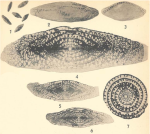 Schwagerina diversiformis Dunbar & Skinner, 1937