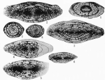 Schwagerina eolata Thompson, 1954