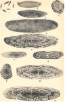 Schwagerina franklinensis Dunbar & Skinner, 1937