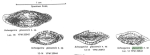 Schwagerina glassensis Ross & Ross, 2003