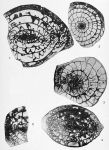 Schwagerina kansasensis Beede & Kniker, 1924
